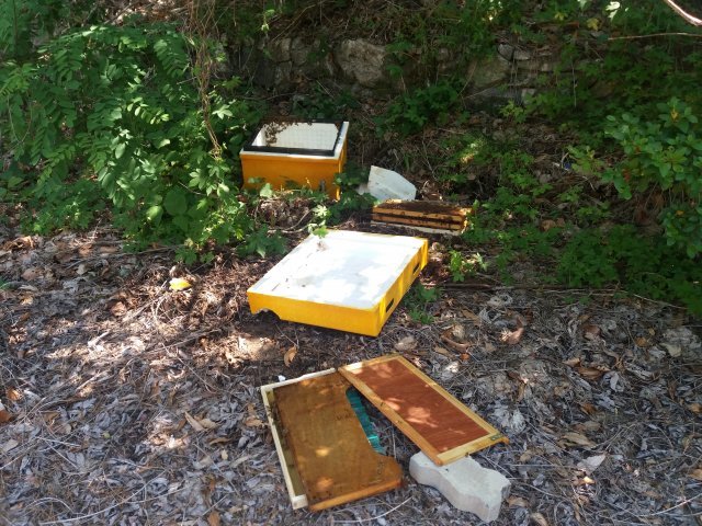 반달곰이 꿀을 먹은 뒤 떨어뜨린 벌통 모습. 국립공원공단 제공
