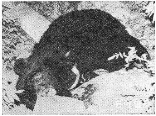 1983년 밀렵에 희생된 설악산 반달곰. 우리나라 깊은 산이면 어디든 살던 반달곰은 지금 멸종위기종이다. 동아일보 DB