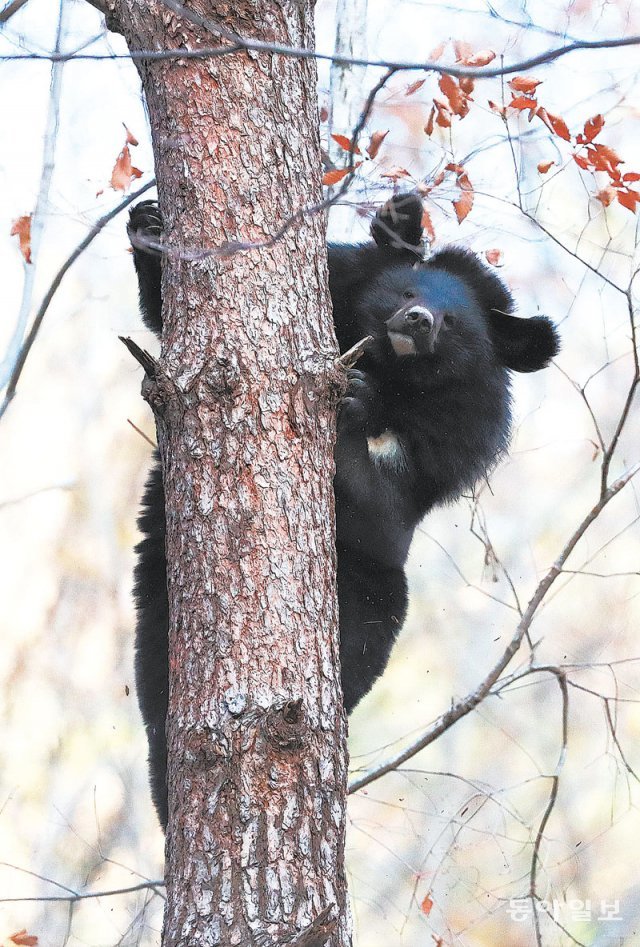 지난달 15일 지리산 문수골 자연적응장에서 나무를 타고 있는 반달가슴곰. 구례=전영한 기자 scoopjyh@donga.com