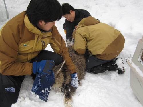 2011년 폭설로 고립된 산양을 구조하는 모습. 기후변화로 점점 강해지는 혹한과 폭설도 생태계를 위협하는 요소다. 국립공원공단 제공