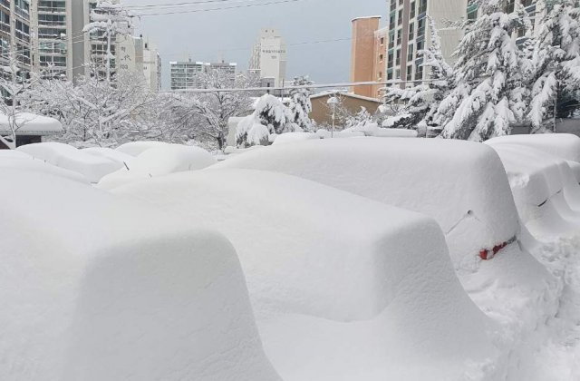 강원 영동지역에 50㎝ 이상 폭설이 쏟아진 가운데 25일 강원 속초의 한 아파트 단지에 주차된 차량에 눈이 쌓여 있다. 뉴스1