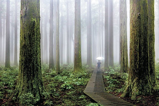 강장탁 ‘숲이야기’ 꿈속 같은 안개 낀 숲과 하얀 우산은 마법사가 나오는 동화의 한 장면을 떠올리게 한다.