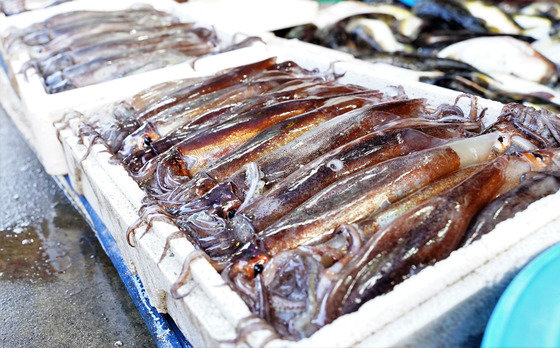 강원도 강릉시 주문진 어민수산시장에 판매되고 있는 오징어 © News1