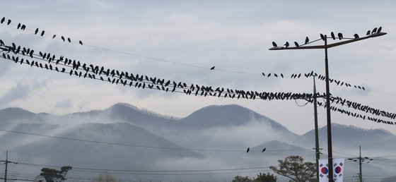 울산지역에 겨울비가 내리며 안개가 낀 1일 오전 울산시 울주군 선바위교 주변에서 떼까마귀가 전선에 앉아 휴식하고 있다. 2021.2.1 © News1 윤