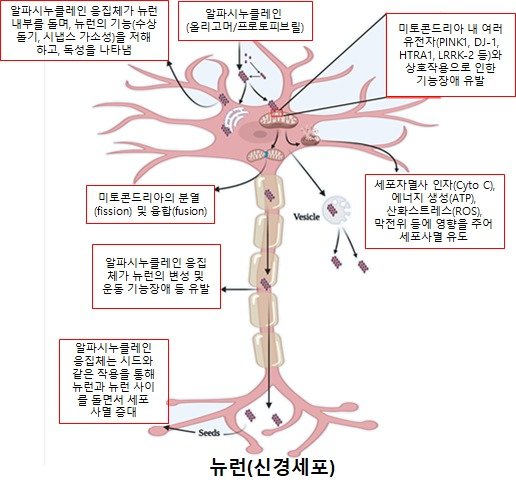 알파시누클레인 응집체에 의한 뉴런에서의 미토콘드리아 기능장애 및 세포사멸 모식도(KBSI 제공)© 뉴스1