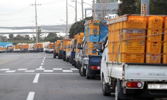 10일 오후 제주 서귀포시 남원읍 한 감귤가공공장 앞에 비상품 감귤을 싣고 온 농가 화물차들이 늘어서 있다. 2022.1.10/뉴스1