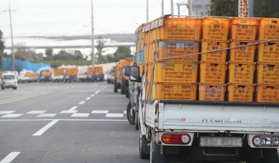 10일 오후 제주 서귀포시 남원읍 한 감귤가공공장 앞에 비상품 감귤을 싣고 온 농가 화물차들이 늘어서 있다. 2022.1.10/뉴스1 © News1