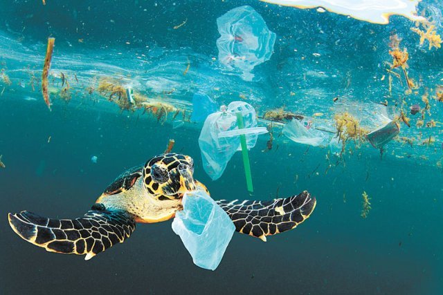 거북 한 마리가 바닷속에 버려진 비닐봉투를 입에 물고 있다. 해파리를 먹고 사는 바다거북들은 비닐봉투가 해파리인 줄 알고 먹다가 죽는 경우가 많다고 한다. 휴머니스트 제공