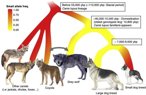 갯과 동물의 유전자 변이에 따른 신체 크기 분화. 사진=미국 국립보건원(NIH) 개 게놈 프로젝트 연구진 제공