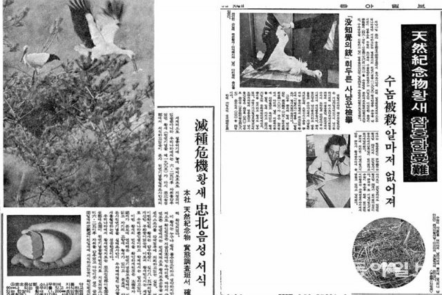 국내에서 마지막으로 황새가 발견됐다는 동아일보 1970년 4월 1일자 지면(왼쪽)과 이 보도 뒤 불과 3일 만에 수컷 황새가 밀렵꾼이 쏜 총에 맞아 죽고 알을 도둑맞았다는 같은 해 4월 6일자 지면. 동아일보DB