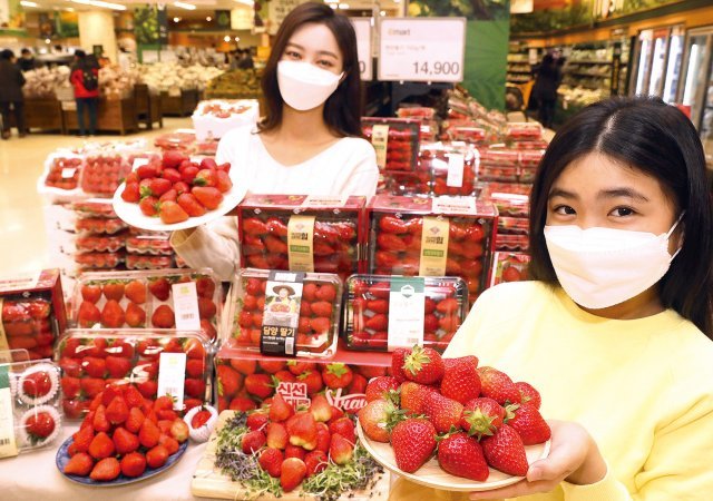 이마트 성수점에서 모델들이 딸기를 소개하고 있다. 이마트는 운영하는 딸기 품종을 기존 2∼3종에서 올해 10여 종으로 대폭 늘렸다.