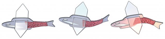 심장이 스스로 수축하고 이완되는 것과 같은 원리로 바이오 하이브리드 물고기 로봇은 양옆의 인간 심장 근육세포 조직의 수축과 이완으로 헤엄칠 수 있다. 사이언스 제공