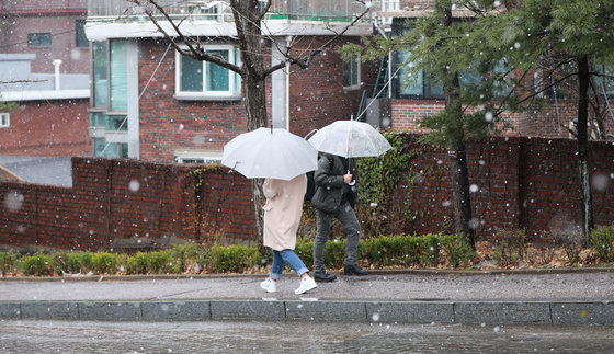 서울 종로구 성균관대학교 캠퍼스에 눈과 비가 섞여 내리고 있다. 2019.3.23/뉴스1