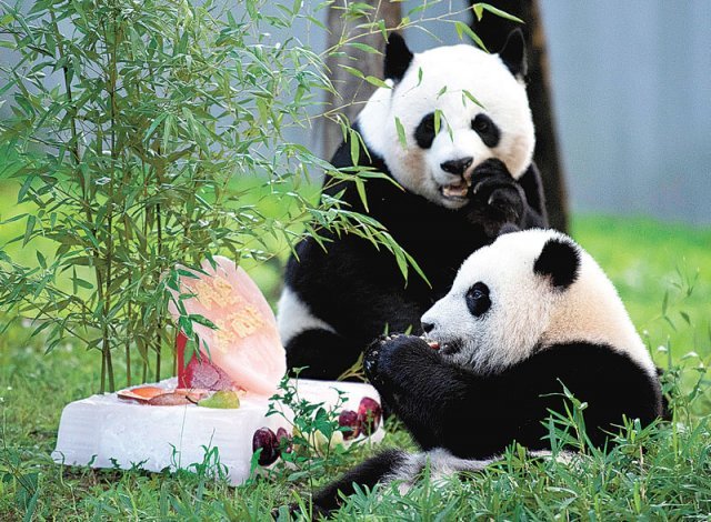 2020년 미국 워싱턴 국립동물원에서 태어난 판다 샤오치지(小奇迹·오른쪽)와 어미 메이샹(美香). 사진 출처 바이두