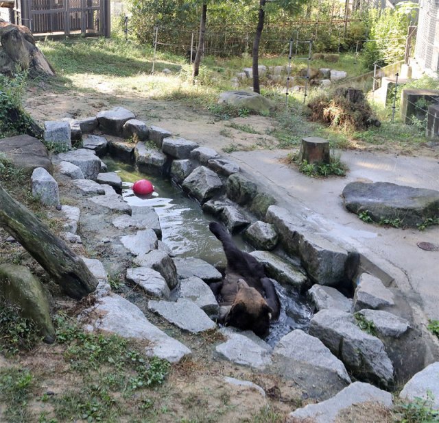2018년 새단장을 마친 전주동물원 곰사. 가운데 마련된 웅덩이에서 곰이 물장난을 치고 있다. 전주시 제공