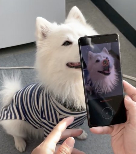 휴대전화에서 펫나우가 개발한 앱을 켜고 강아지를 비추자 앱이 강아지 비문을 인식하며 촬영을 하고 있다. 펫나우 제공.