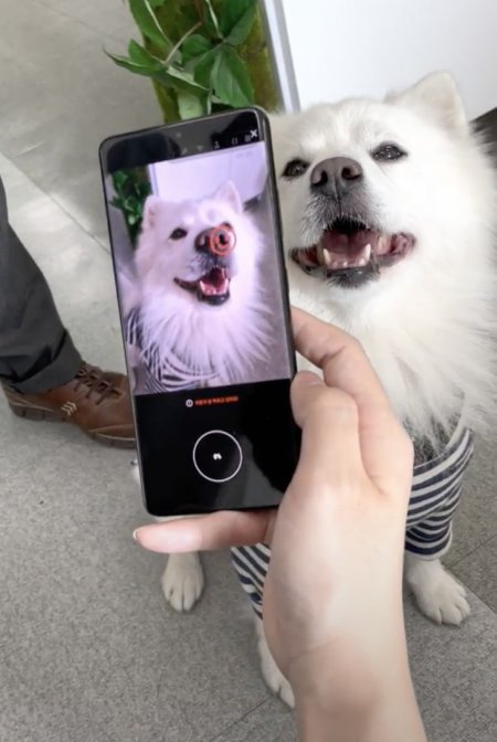 휴대전화에서 펫나우가 개발한 앱을 켜고 강아지를 비추자 앱이 강아지 비문을 인식하며 촬영을 하고 있다. 펫나우 제공.