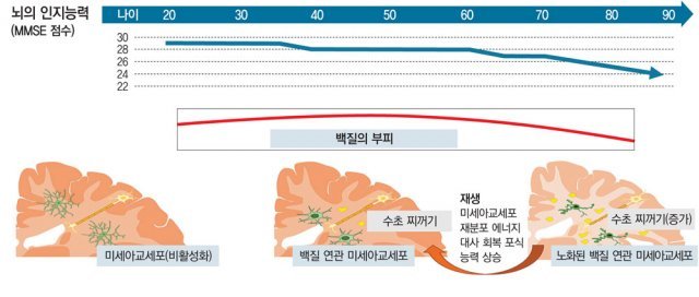 백질 노화에 대한 가설. 노화된 뇌에서 신경 보호와 신경 생성 잠재력을 가지고 있는 백질 연관 미세아교세포를 재생시킨다면 뇌 노화를 역전시킬 수 있다. 서울대병원 제공