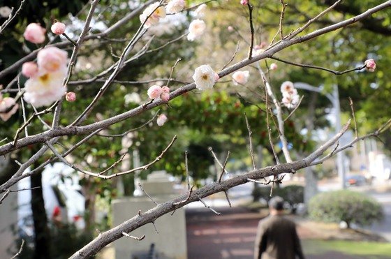 지난달 24일 오후 제주시 연동 거리에 매화가 활짝 펴 시선을 끌고 있다. 2022.1.24/뉴스1