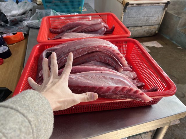 1차 손질한 대방어의 크기, 출처: IT동아