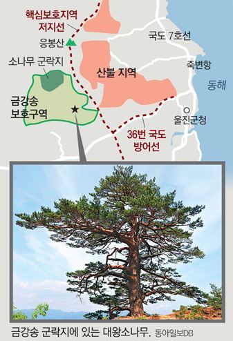 경북 울진 산불 발생 나흘째인 7일 산림청과 소방당국은 울진군을 동서로 가로지르는 신림리, 대흥리, 두천리, 소광리 일대에 산불 저지선을 구축하고 진화에 총력전을 펼쳤다. 소방당국이 ‘36번 국도 방어선’이라 부르는 이 저지선은 200년 이상 된 금강송 8만5000여 그루가 분포된 금강송 군락지(1378ha)와 울진읍내를 지키는 최전선이다. 동아일보DB