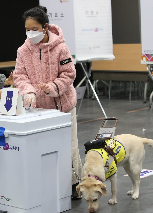 9일 오전 서울 용산구 한남동 중부기술교육원에 마련된 한남제3투표소에서 한 시민이 시각장애인 안내견과 함께 투표를 하고 있다. 뉴스1