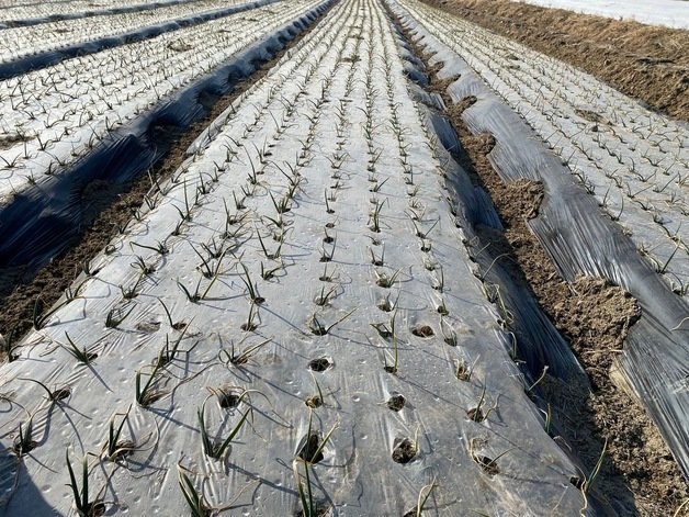 가뭄피해를 입고 있는 고령의 양파밭. 경북 농업기술원 제공