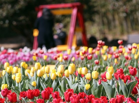 10일 오후 제주 서귀포시 상효원에서 관광객들이 튤립을 보며 봄기운을 만끽하고 있다. .2022.3.10/뉴스1 © News1