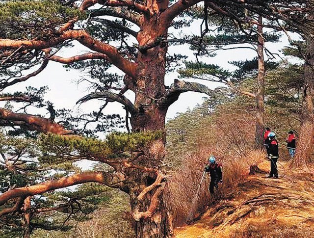 9일 오후 경북 울진군 금강송면 소광리 안일왕산 정상에서 산림청 소속 특수진화대원들이 대왕소나무에 물을 뿌리고 있다. 대원들이 24시간 근무를 하며 불길을 막아 금강송 군락지 방어에 성공했다. 산림청 특수진화대원 제공