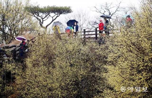 전국적인 봄 비가 내린 13일 전남 구례군 산동 지리산 산수유마을에는 봄비 머금은 노란 산수유가 활짝 만개하여 상춘객들이 산수유 꽃길을 걷고 있다.