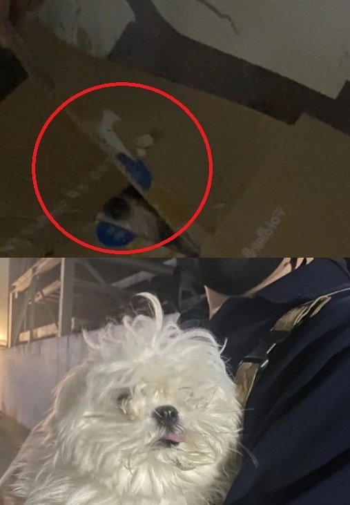 버려진 상자에는 짖지 못하는 개 두 마리가 들어있었다 (대구고양이보호연대 인스타그램 갈무리) © 뉴스1