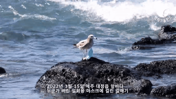 마스크가 몸에 걸린 갈매기. 핫핑크돌핀스 제공
