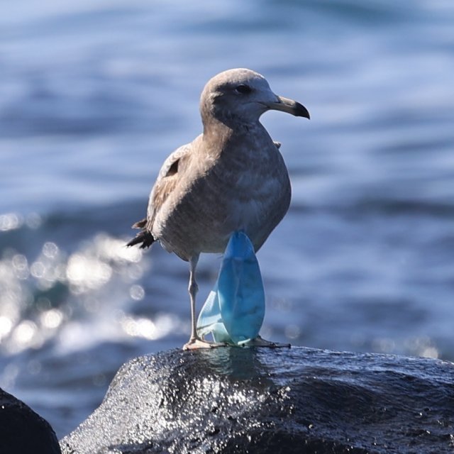 마스크가 몸에 걸린 갈매기. 핫핑크돌핀스 제공