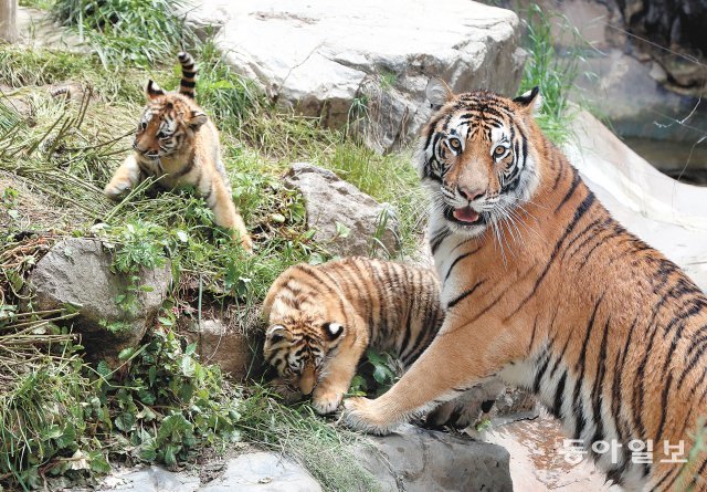 경기 용인시 에버랜드 동물원에 사는 어미 호랑이와 한국 호랑이 남매의 모습. 호랑이들은 세계 곳곳에서 멸종 위기에 처했지만 최근 호랑이들을 보호하고 공존하려는 노력이 이어지고 있다. 용인=최혁중 기자 sajinman@donga.com