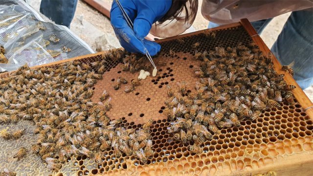 전국 양봉농가의 벌통에서 월동 후 꿀벌들이 사라지는 군집 붕괴 현상이 발생하고 있다. 한국양봉협회 제공