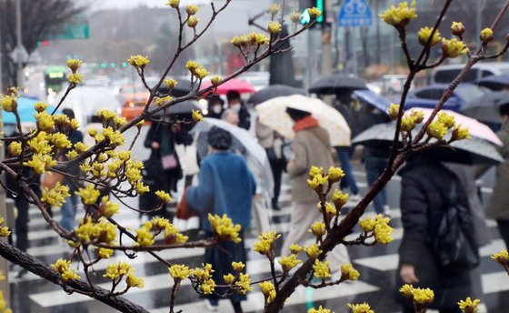 봄비가 촉촉히 내린 14일 서울 서초구 보행로 옆에 노란 산수유가 꽃망울을 터트리고 있다. 2022.3.14/뉴스1 © News1
