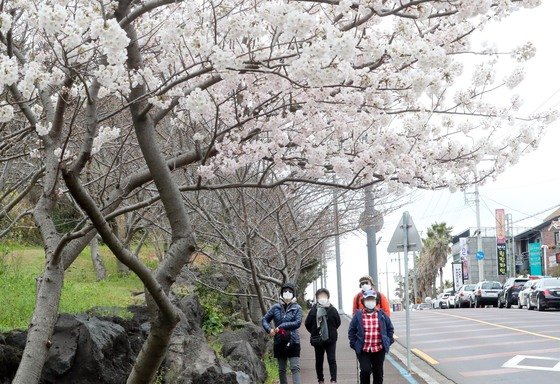 본격적인 봄의 시작을 알리는 절기상 춘분을 하루 앞둔 20일 오후 제주시 도두봉에 벚꽃이 활짝 펴 봄 정취를 자아내고 있다. 2022.3.20/뉴스1 © News1