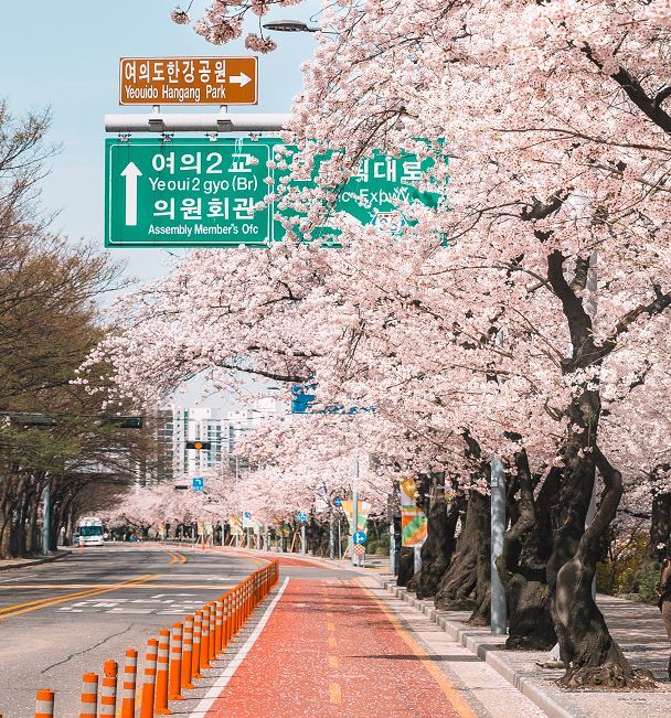 벚꽃길. 영등포구 제공