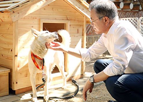 문재인 대통령이 김정은 북한 국무위원장이 선물한 풍산개 곰이와 시간을 보내고 있다. 청와대 제공