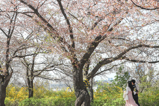 여의도 봄꽃축제가 시작된 5일 오후 서울 영등포구 윤중로 벚꽃길에서 시민들이 즐거운 시간을 보내고 있다.2021.4.5/뉴스1 © News1