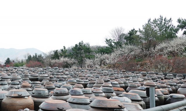 광양 매화마을 청매실농원의 장독대에 놓인 3000여 개의 옹기들.