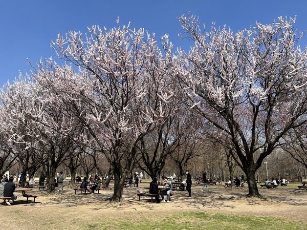 2일 토요일 서울숲에서 꽃구경을 나온 시민들이 여유를 즐기고 있다. 2022.4.2/뉴스1 © News1