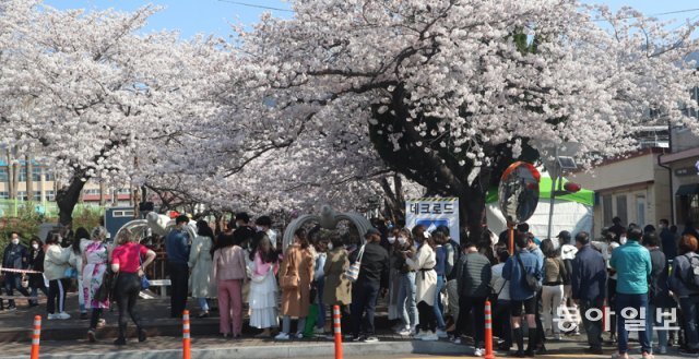 경남 창원시 진해구를 찾은 봄맞이 상춘객들이 만개한 벚꽃을 구경하고 있다. 박경모 기자 momo@donga.com
