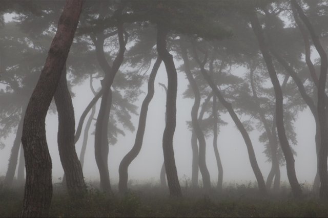 소나무 사진작가 김규종씨 제공