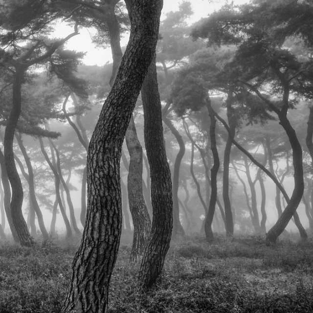 소나무 사진작가 김규종씨 제공