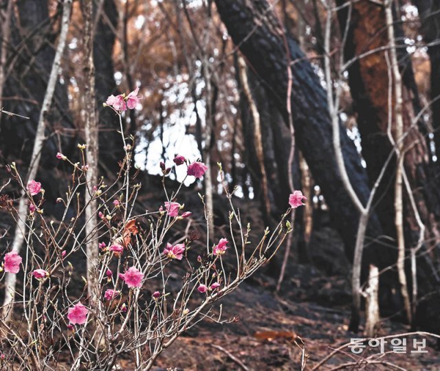 경북 울진·강원 삼척 대형 산불이 진화된 지 20일째 되는 1일 경북 울진군 울진읍 호월리 한 야산의 시커멓게 타버린 잿더미 사이로 진달래가 활짝 피었다. 울진=양회성 기자 yohan@donga.com