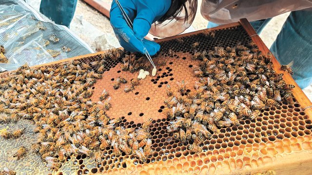 전국 양봉 농가의 벌통에서 꿀벌들이 사라지는 현상이 발생하고 있다. 한국양봉협회 제공
