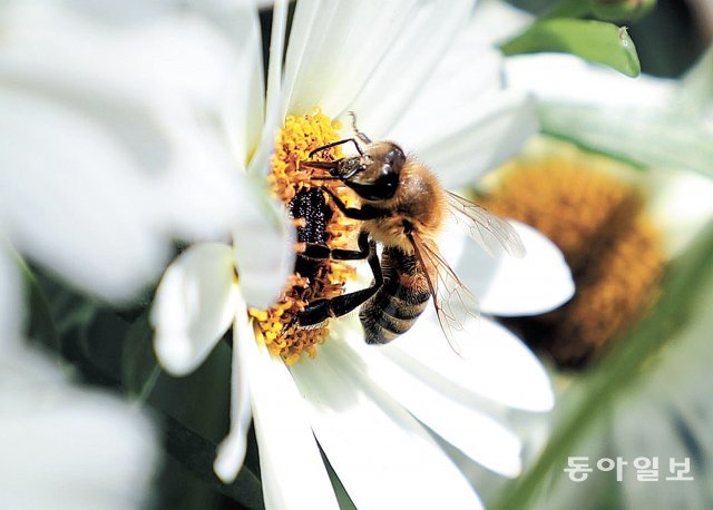 꿀벌은 꽃 속의 꿀을 찾는 과정에서 수술의 꽃가루를 암술로 옮겨 식물의 수분 활동을 돕는다. 꿀벌이 사라지면 식물이 사라지고 인류의 생존도 위협받는다. 김재명 기자 base@donga.com