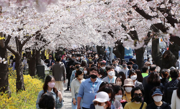 8일 오후 서울 영등포구 여의도 윤중로를 찾은 시민들이 벚꽃길을 걸으며 봄을 만끽하고 있다. 2022.4.8/뉴스1