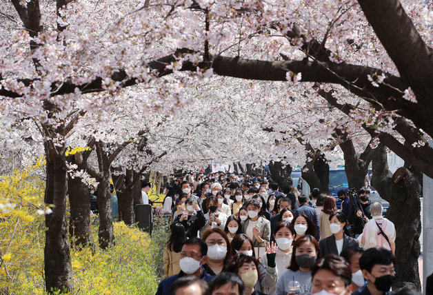 8일 오후 서울 영등포구 여의도 벚꽃길을 찾은 시민들이 봄을 만끽하고 있다. 서울 영등포구는 이날 아침 8시부터 일주일간 여의도일대 벚꽃길 보행로를 열겠다고 밝혔다.  2022.4.8/뉴스1